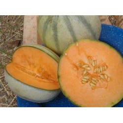 Melon charentais Cezanne...