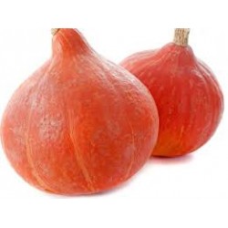 Potimarron